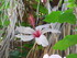 Les hibiscus du Jardin Botaniq