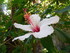 Les hibiscus du Jardin Botaniq