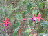 Jardin à Sintra (Portugal)