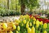 Parc Floral de Keukenhof (Pays