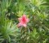 Azalea rhododendron