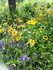 Jardins de Claude Monet à Giv
