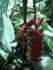 Le Balisier (Heliconia rostrata)