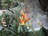Le Balisier (Heliconia psittacorum)