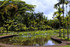 Le Jardin de Pamplemousse (à L'Île Mauri