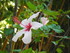 Les hibiscus du Jardin Botanique à Lisbo