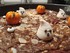 Gâteau d'Halloween 2025
