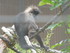 Mangabey