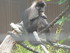 Mangabey