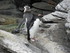 Pingouins sur glace