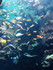 Poissons de l'Oceanario