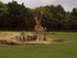 Girafes du ZOO DE CERZA 2011