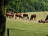 Vue sur la piste safari