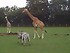 La balade de la girafe