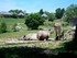 Les rhinocéros (ZOO DE CERZA 