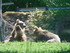 Les ours bruns