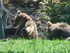 Les ours bruns