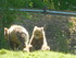 Les ours bruns