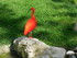 Les ibis rouges