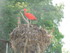 Les ibis rouges