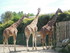 Les girafes (ZOO DE CERZA 2019