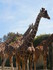 Les girafes (ZOO DE CERZA 2019