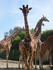 Les girafes (ZOO DE CERZA 2019