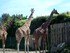 Les girafes (ZOO DE CERZA 2019