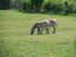 Parcours safari en train (CERZ