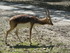 Parcours safari en train (CERZ