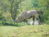 Parcours safari en train (CERZ