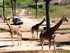 Les Zoos safaris (en France et