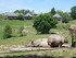 Les rhinocéros (ZOO DE CERZA 