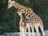 La girafe