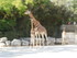 La girafe