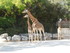 La girafe