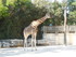 La girafe