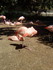 Les flamants roses (LA PALMYRE