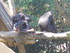 Le chimpanzé (Pan troglodytes