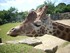 Girafes du ZOO DE PONT-SCORFF 