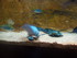 Les mini-raies (Aquarium Barce