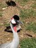 Les grues royales (Planète Sa