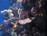 Le récif de corail tropical e