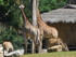 La Savannah Lodge et les giraf