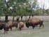 Le bison des plaines
