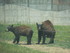 L'Ours baribal (1/2)