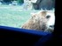 L'Ours baribal (2/2)