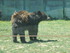 L'Ours baribal (2/2)