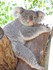 Les Koalas du Queensland