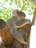 Les Koalas du Queensland